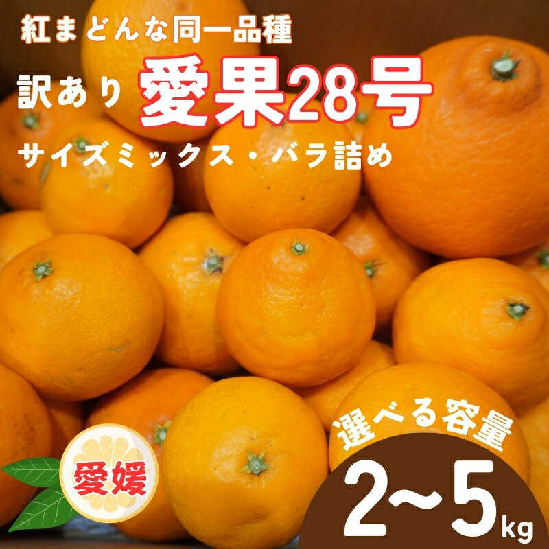 訳あり みかん 愛果28号 [選べる容量] 2kg 5kg サイズミックス [2026年12月中旬から順次発送予定] 紅まどんなと同一品種 愛媛 数量限定 先行予約 柑橘 伊予市