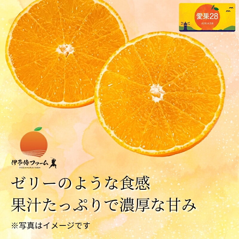 【ふるさと納税】【2026年先行予約】みかん 愛果28号 贈答用 L～2L 12～15玉 紅まどんなと同一品種【2026年12月順次発送】 数量限定 柑橘 人気 伊予侍ファーム 愛媛 伊予市｜C138 f382108-iyo-10000936 愛媛県伊予市 サンプル画像2