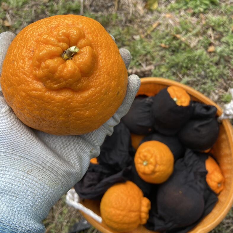 【ふるさと納税】【2027年先行予約】みかん 不知火 3kg バラ詰め 愛媛 先行予約 【2027年4月上旬から順次発送】 数量限定 愛媛県産 人気 柑橘 伊予市｜B550 f382108-iyo-10001042 愛媛県伊予市 サンプル画像2