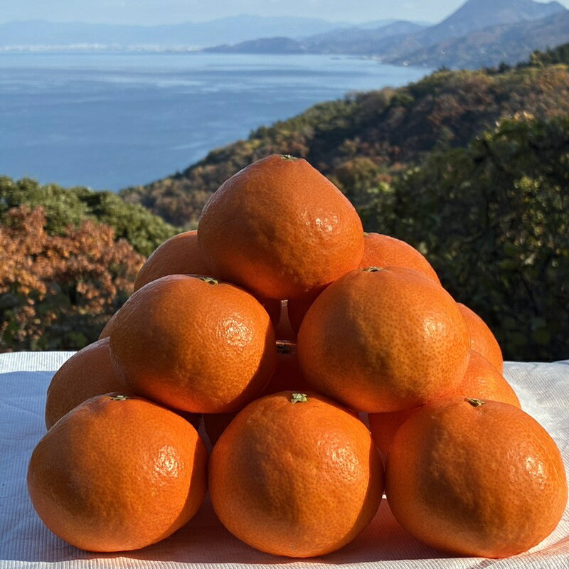 【ふるさと納税】【2026年先行予約】みかん 愛果28号 3kg ご家庭用 紅まどんなと同一品種 農園直送【12月上旬から順次発送予定】 愛媛 数量限定 愛媛県産 人気 柑橘 国産 フルーツ 伊予市｜B443