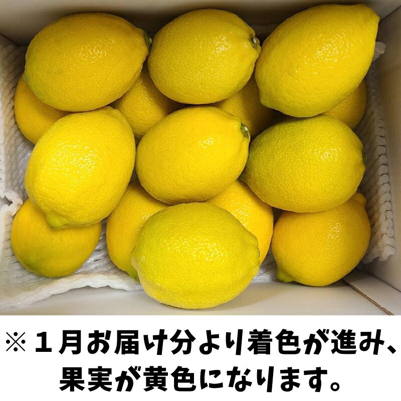 【ふるさと納税】【2026年先行予約】レモン 愛媛 施設レモン ハウスレモン 2kg 【10月中旬から順次発送予定】数量限定 檸檬 柑橘 フルーツ ビタミン 池内果樹園 国産 伊予市｜A124 f382108-iyo-10000931 愛媛県伊予市 サンプル画像2