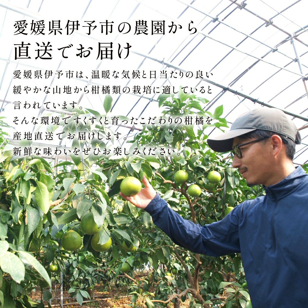 【ふるさと納税】【2026年先行予約】みかん 愛果28号 約3kg M〜3Lサイズ混合 紅まどんな同一品種 【2026年11月下旬より発送予定】 愛媛 人気 柑橘 フルーツ 国産 おすすめ 伊予市｜B552 f382108-iyo-10001057 愛媛県伊予市 サンプル画像3