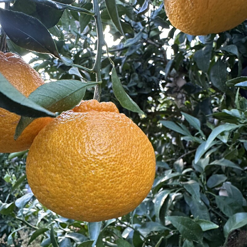 【ふるさと納税】【2027年先行予約】みかん 不知火 M〜2Lサイズ 5kg バラ詰め 贈答用 【2027年3月中旬順次発送予定】 数量限定 愛媛みかん ミカン 蜜柑 果物 くだもの フルーツ 柑橘 かんきつ 柑橘類 おすすめ 人気 国産 伊予市 愛媛｜B562