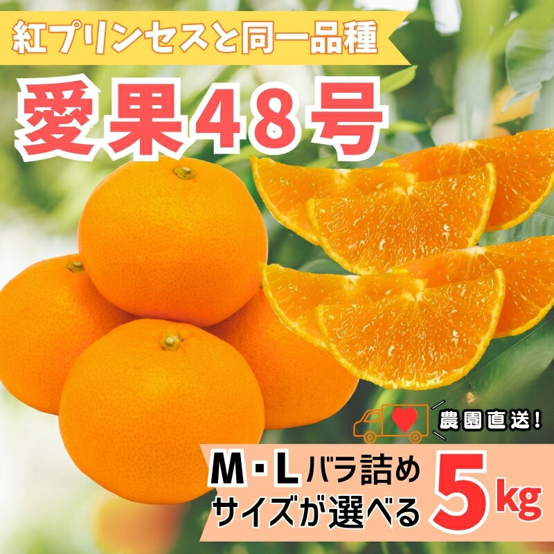 [2027年先行予約]みかん 愛果48号 5kg [サイズが選べる] Mサイズ Lサイズ バラ詰め 贈答用 [2027年3月中旬より順次発送予定] 紅プリンセスと同一品種 農園直送 愛媛 数量限定 愛媛県産 人気 柑橘 伊予市
