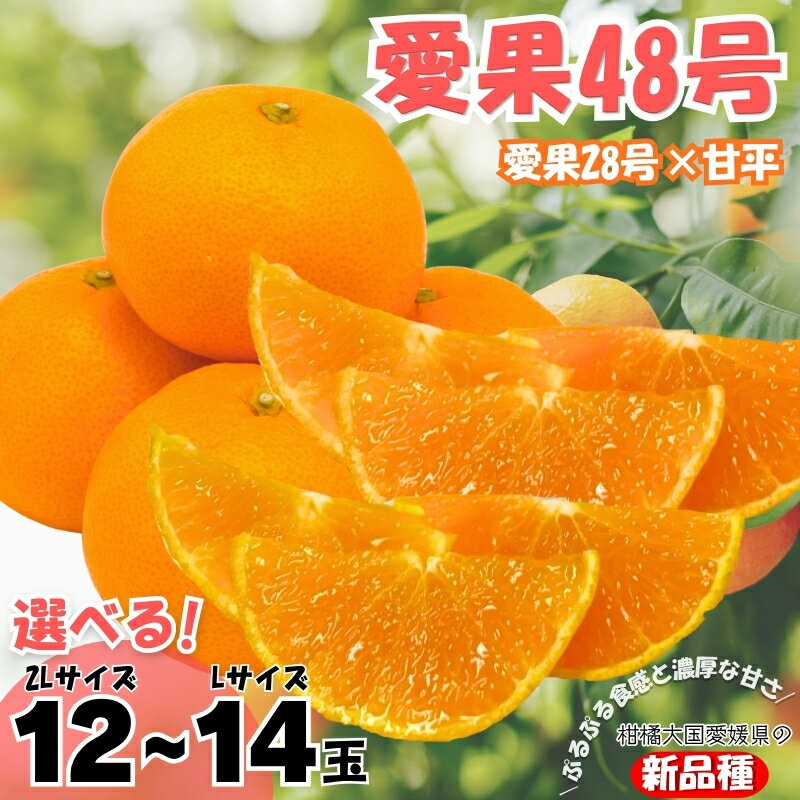 [2027年先行予約]みかん 愛果48号 [サイズが選べる] L〜2Lサイズ 贈答用 [2027年3月中旬より順次発送予定] 紅プリンセスと同一品種 農園直送 愛媛 数量限定 愛媛県産 人気 柑橘 伊予市