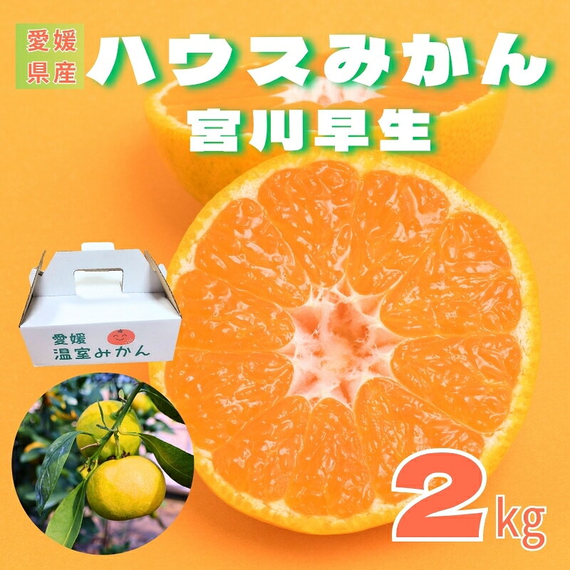 [2026年先行予約]みかん 愛媛 温室みかん 宮川早生 [8月中旬から順次発送予定] グリーンハウスみかん 夏 数量限定 柑橘 フルーツ 伊予市|