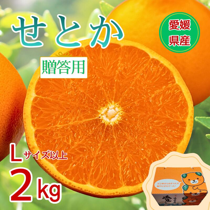 【2027年先行予約】せとか みかん 愛媛 2kg 贈答用 人気 数量限定 【2027年1月中旬以降発送】 柑橘 愛媛県産 伊予市｜B549