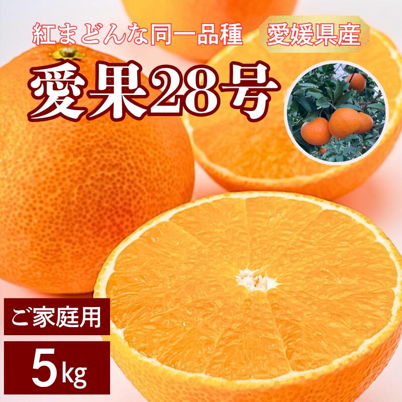 [2026年先行予約] 愛果28号 5kg ご家庭用 紅まどんなと同一品種 農園直送 [12月中旬から順次発送予定] 愛媛 数量限定 愛媛県産 人気 柑橘 伊予市 |