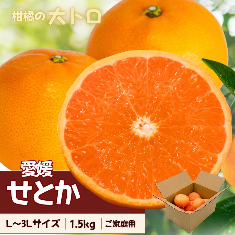 [2027年先行予約]せとか L〜3Lサイズ 1.5kg ご家庭用 [2027年2月中旬〜3月中旬ごろ発送予定]みかん 愛媛 数量限定 愛媛県産 人気 柑橘 伊予市|