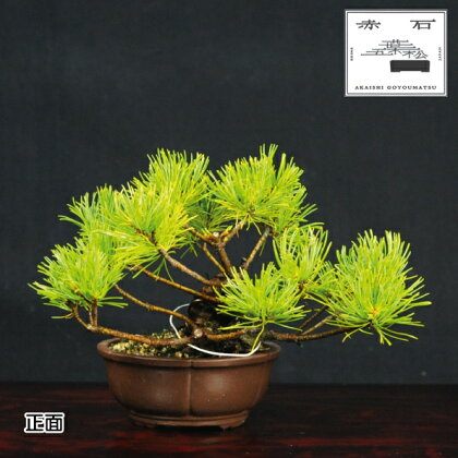 赤石の泉 赤石 五葉松（鉢植え） I-17【現品限り】【配送地限定】