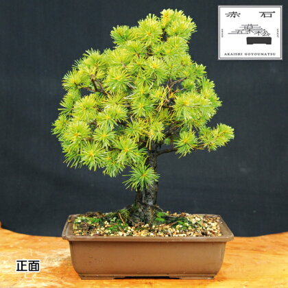 赤石の泉 赤石 五葉松（鉢植え） E-13【現品限り】【配送地限定】