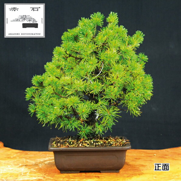 【ふるさと納税】 赤石の泉 赤石 五葉松（鉢植え） E-15【現品限り】【配送地限定】