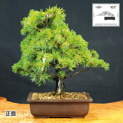 赤石の泉 赤石 五葉松（鉢植え） H-10【現品限り】【配送地限定】