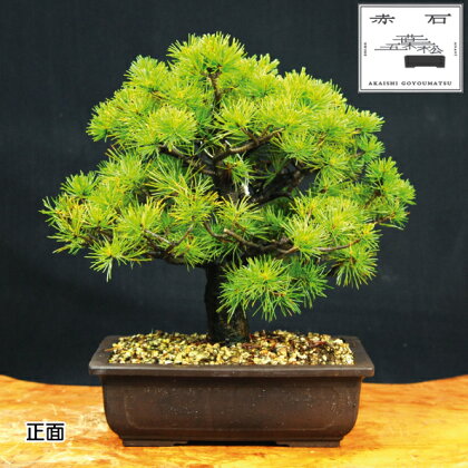 赤石の泉 赤石 五葉松（鉢植え） H-12【現品限り】【配送地限定】