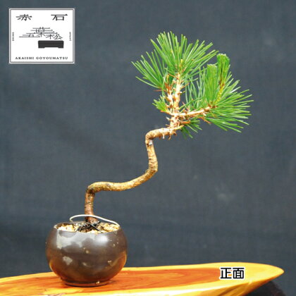 赤石の泉 黒松（鉢植え） S-14【現品限り】【配送地限定】