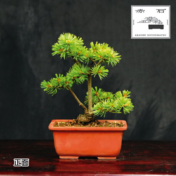 赤石の泉 赤石 五葉松(鉢植え) F-114[現品限り][配送地限定]
