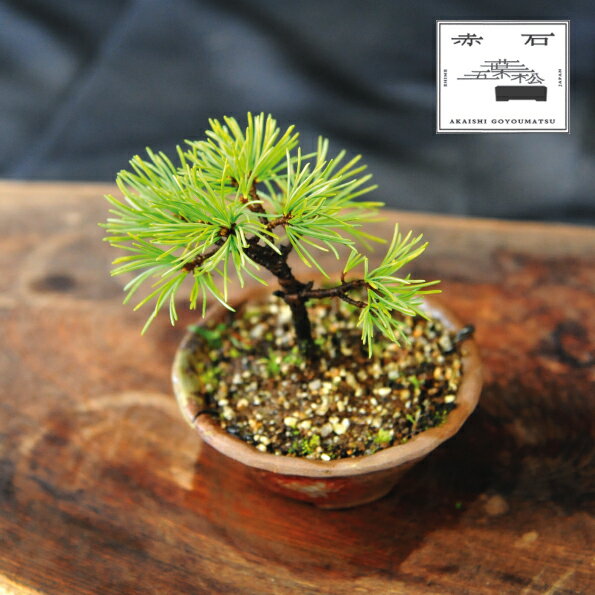 赤石の泉 赤石五葉松(鉢植え) F-141[現品限り][配送地限定]