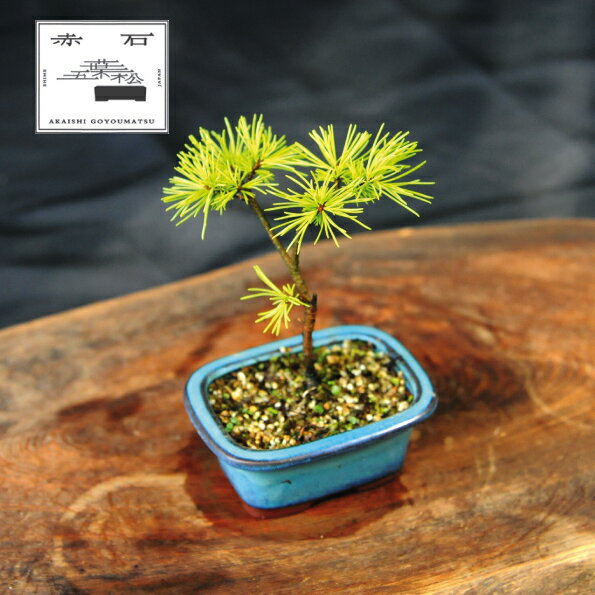 赤石の泉 赤石五葉松(鉢植え) F-150[現品限り][配送地限定]