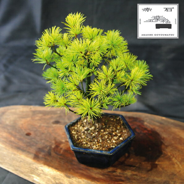 赤石の泉 赤石五葉松(鉢植え) I-28[現品限り][配送地限定]
