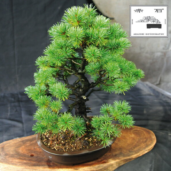 赤石の泉 赤石五葉松(鉢植え) E-25[現品限り][配送地限定]