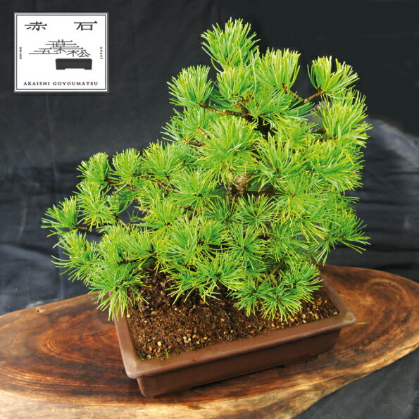 赤石の泉 赤石五葉松(鉢植え) D-11[現品限り][配送地限定]