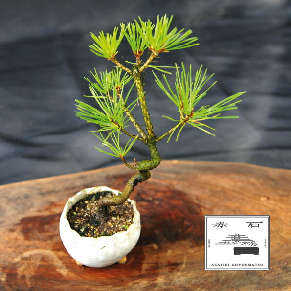 【ふるさと納税】 赤石の泉 黒松（鉢植え） S-23【現品限り】【配送地限定】