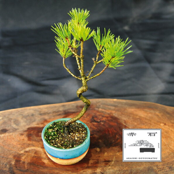 赤石の泉 黒松 (鉢植え) S-25[現品限り][配送地限定]