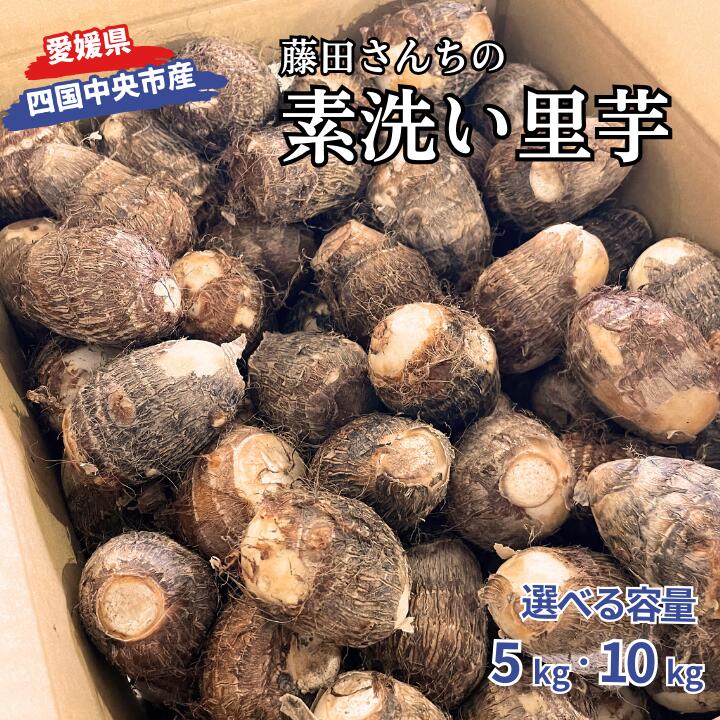 里芋 さといも 芋 いも 5kg 10kg 女早生 新鮮 柔らかい やわらかい もっちり あまい 四国中央市産 送料無料