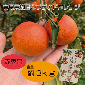 【ふるさと納税】ブラッドオレンジ (タロッコ) 赤秀品 3kg (土居町天満産)