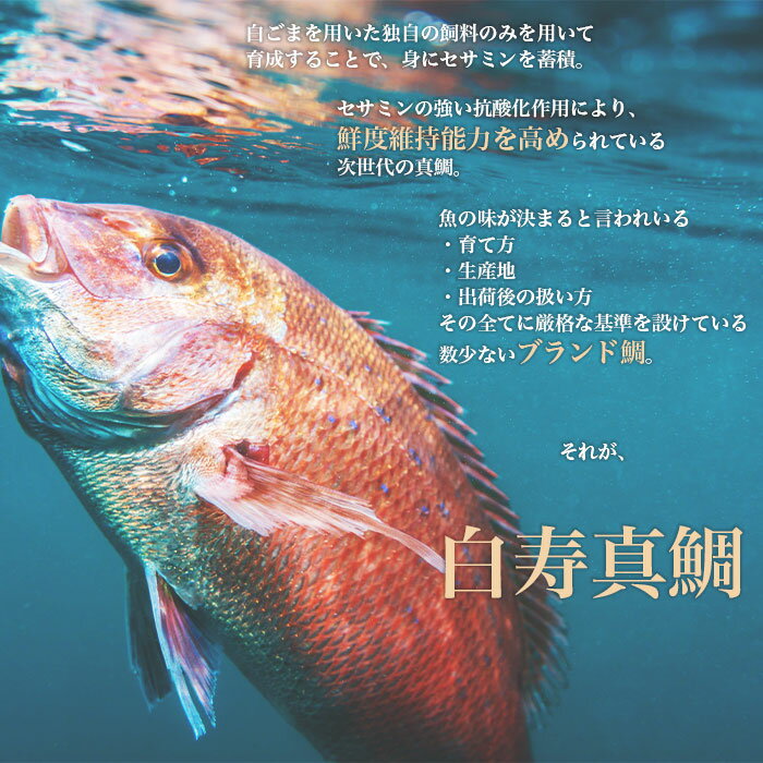 【ふるさと納税】＜白寿 真鯛 約400g と秘伝のタレ＞まだい マダイ タイ たい 養殖 魚介 お魚 海鮮 鯛めし お刺し身 切り身 骨抜き 骨なし 皮なし お祝い 御祝い 赤坂水産 寿司 和泉屋 【新型コロナウイルス対策支援】愛媛県 西予市【冷蔵】『1か月以内に順次出荷予定』