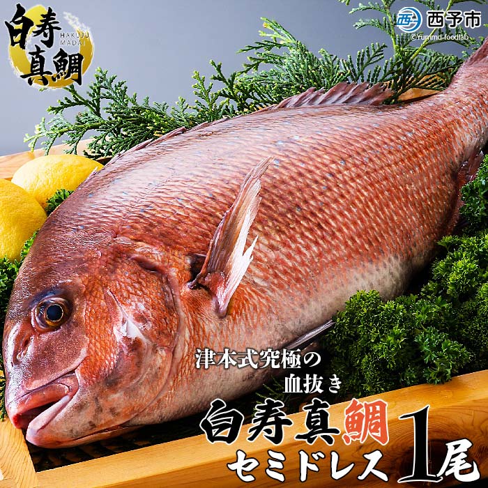 【ふるさと納税】＜津本式究極の血抜き 白寿真鯛 セミドレス 1尾（約1.5kg）＞ 鯛 タイ たい マダイ まだい 活〆 尾頭付き 養殖 特産品 魚 のし対応可 お祝い 御祝 内祝い ギフト 贈答 贈り物 プレゼント 赤坂水産 愛媛県 西予市【冷蔵】『1か月以内に順次出荷予定』 1