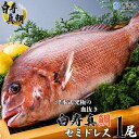 【ふるさと納税】＜津本式究極の血抜き 白寿真鯛 セミドレス 1尾（約1.5kg）＞ 鯛 真鯛 活〆 尾頭付き 養殖 特産品 魚 のし対応可 お祝い 内祝い ギフト 贈答 贈り物 プレゼント 赤坂水産 愛媛県 西予市 【冷蔵】『1か月以内に順次出荷予定』