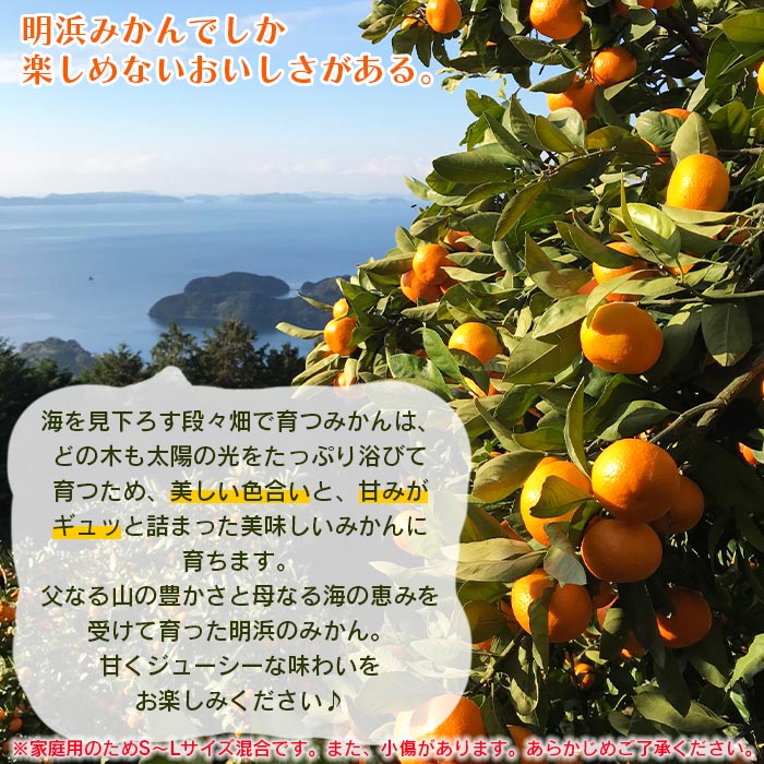 【ふるさと納税】＜愛媛県明浜産 天晴 みかん 10kg＞ 訳あり 温州 果物 オレンジ 天晴農園 特産品 愛媛県 西予市 【常温】 『2022年11月中旬から12月下旬迄に順次出荷予定』