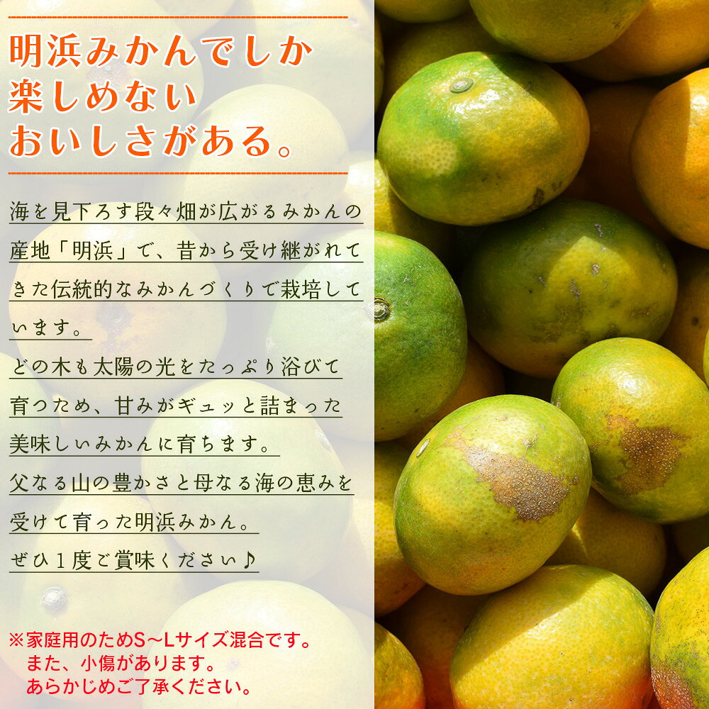 【ふるさと納税】先行予約＜天晴みかん 極早生 ご家庭用 約2kg／3kg／5kg／10kg／15kg＞ 柑橘 果物 フルーツ 期間限定 季節限定 食べて応援 特産品 温州みかん 家庭用 自宅用 のし対応 ジャム サラダ 笑丸 愛媛県 西予市【常温】『2026年9月下旬～10月中旬迄に順次出荷予定』 f382141-seiyo-10000785 愛媛県西予市 サンプル画像2