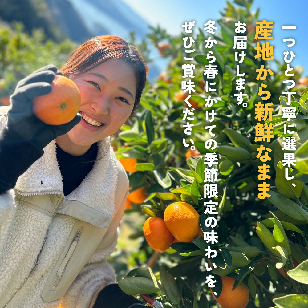 【ふるさと納税】【先行予約】＜伊予柑 家庭用 約2.5kg／7kg＞ 選べる 容量 内容量 ご家庭用 いよかん イヨカン みかん 蜜柑 柑橘 訳あり 果物 くだもの フルーツ ミカン 愛媛 国産 ジューシー 明浜 特産品 笑丸 愛媛県 西予市【常温】『2027年1月下旬より順次出荷予定』 f382141-seiyo-10001350 愛媛県西予市 サンプル画像3