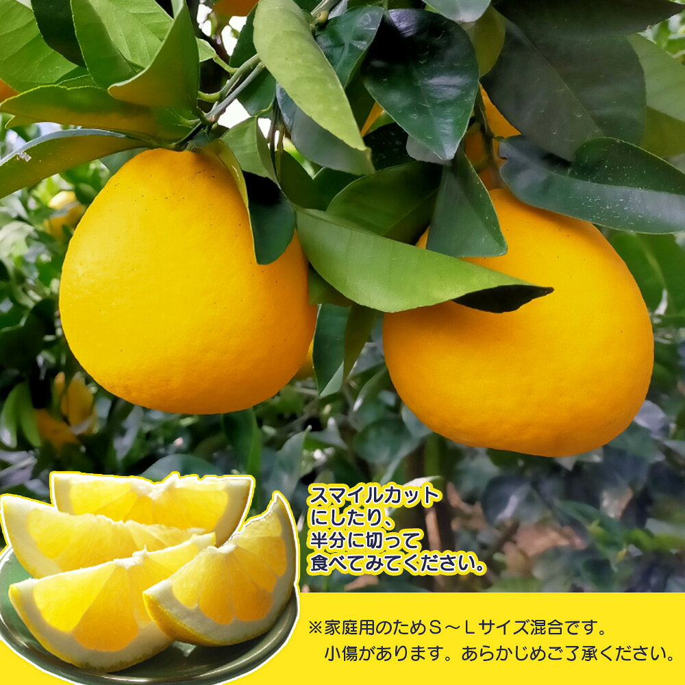 【ふるさと納税】【先行予約】＜天晴晩柑（河内晩柑）家庭用 約1.2kg／3.5kg／10kg 全て ＋300g ＞『2027年4月上旬～5月下旬迄に順次出荷予定』選べる 内容量 果物 柑橘 みかん 和製 グレープフルーツ 食べて応援 特産品 株式会社笑丸 愛媛県明浜産 愛媛県 西予市【常温】 f382141-seiyo-10000500 愛媛県西予市 サンプル画像3