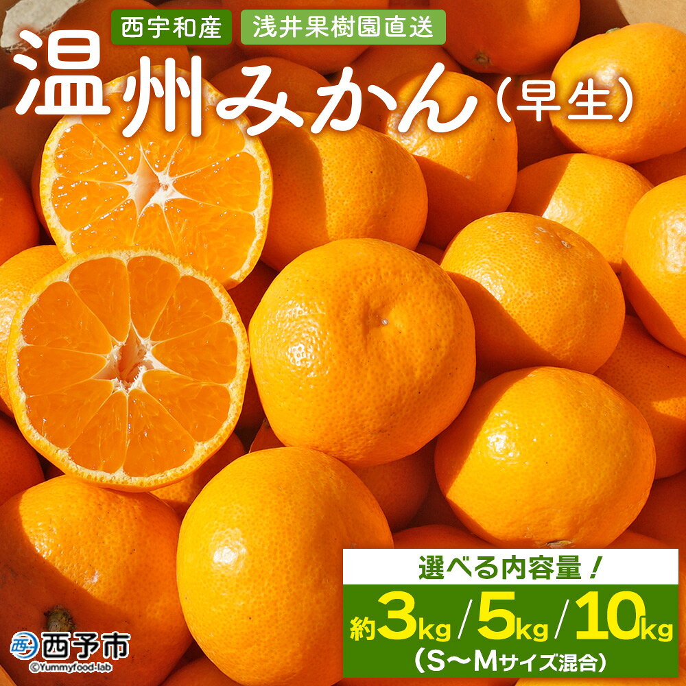 先行予約 ＜浅井果樹園 温州みかん 約3kg／5kg／10kg（早生）＞ 柑橘 果物 フルーツ ミカン 蜜柑 オレンジ うんしゅうみかん ウンシュウミカン 選べる ワセ 食べて応援 特産品 西宇和 愛媛県 西予市 【常温】『2025年11月中旬～12月上旬迄に順次出荷予定』