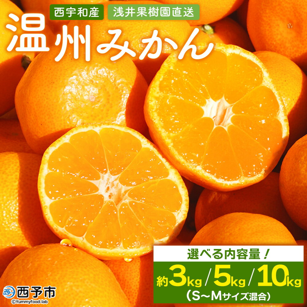 先行予約 [浅井果樹園 温州みかん 約3/5/10kg(南柑20号)] 選べる 内容量 果物 柑橘 フルーツ ミカン 蜜柑 オレンジ うんしゅうみかん ウンシュウミカン 食べて応援 特産品 西宇和 愛媛県 西予市 [常温]『2025年12月中旬〜12月下旬迄に順次出荷予定』