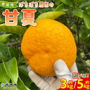 【ふるさと納税】<ぼちぼち農園の甘夏 家庭用 約3/5kg> 選べる 3キロ 5キロ あまなつ アマナツ 訳あり わけあり ワケアリ 果物 みかん ミカン 柑橘...