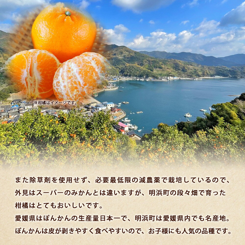 �ڤդ뤵��Ǽ�ǡۡ�ܤ��ܤ�����Τݤ󤫤� ������ ��3/5kg�� ���٤� 3���� 5���� �ݤ󤫤� �ݥ󥫥� ������ �櫓���� �辰���� ��ʪ �ߤ��� �ߥ��� ���� �ե롼�� ���������ܰ� �� �û��� �ܤ��ܤ����� ��ɲ�� ��ͽ�ԡھﲹ�ۡ�2026ǯ1���2�����˽缡�в�ͽ���