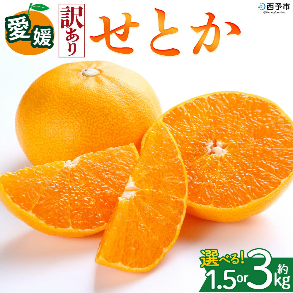 [[訳あり]愛媛県産 せとか 約1.5kg/3kg]『2027年2月中旬〜5月下旬迄に順次発送予定』 選べる 容量 内容量 わけあり みかん 蜜柑 果物 くだもの フルーツ ミカン 高級柑橘 とろける 食感 果汁 国産 株式会社三代目みかん職人 愛媛県 西予市[冷蔵]