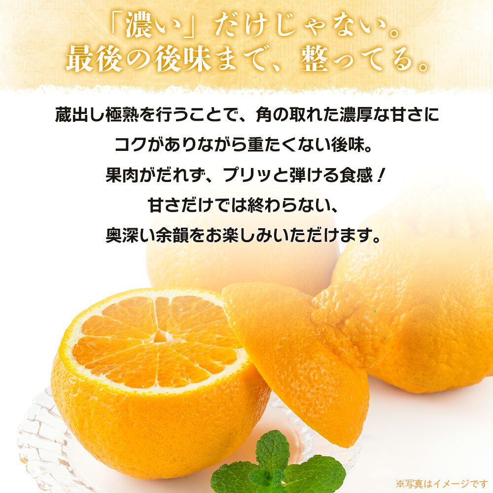 【ふるさと納税】＜蔵出し極熟デコ 約2kg＞『2027年4月上旬～8月下旬迄に順次発送予定』 不知火 しらぬい 熟成 くら 貯蔵 みかん 蜜柑 柑橘 かんきつ 果物 くだもの フルーツ ミカン 愛媛 国産 特産品 株式会社三代目みかん職人 愛媛県 西予市【冷蔵】 f382141-seiyo-10001444 愛媛県西予市 サンプル画像3