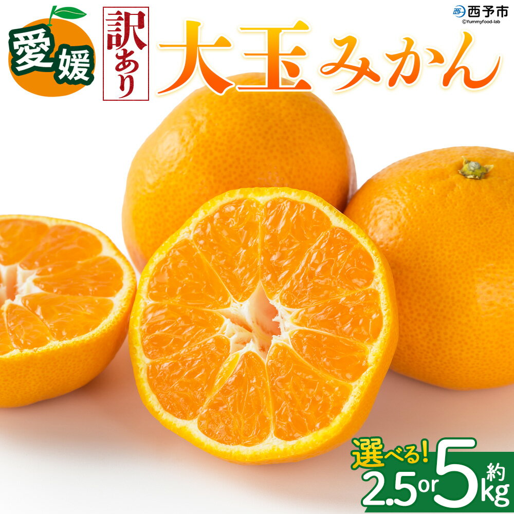[[訳あり]愛媛県産 大玉みかん 約2.5kg/5kg]『2026年11月上旬〜1月下旬迄順次発送予定』 選べる 容量 内容量 わけあり 大きい おおだま みかん 蜜柑 果物 くだもの フルーツ ミカン 果汁 国産 特産品 株式会社三代目みかん職人 愛媛 西予市[常温]