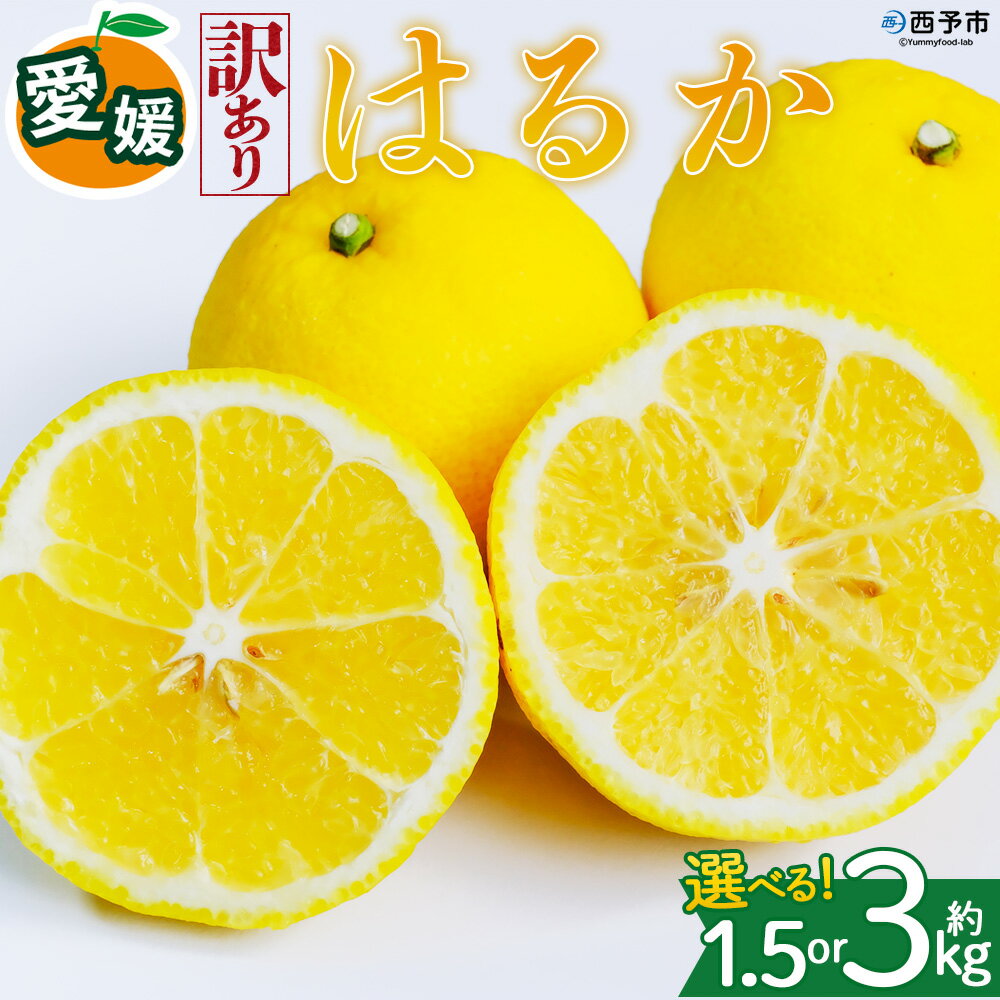 [[訳あり]愛媛県産 はるか 約1.5kg/3kg]『2027年2月中旬〜3月上旬迄順次発送予定』 選べる 容量 内容量 わけあり ハルカ 産地直送 みかん 蜜柑 訳あり 果物 くだもの フルーツ ミカン 果汁 国産 特産品 株式会社三代目みかん職人 愛媛 西予市[常温]