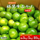 【ふるさと納税】先行予約<愛媛県産 極早生みかん 約3kg/約5kg/約10kg ご家庭用> 温州みかん 家庭用 訳あり 果物 ミカン 柑橘 フルーツ 選べる 食べて応援 特産品 段畑みかん 愛媛県 西予市【常温】『2025年9月中旬~10月中旬迄に順次出荷予定』