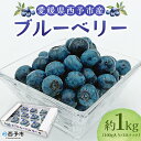 【ふるさと納税】<愛媛県西予市産 ブルーベリー 約1kg(100g入り×10パック)> ぶるーべりー 果実 果物 生 くだもの フルーツ 国産 小分け ジャム ...