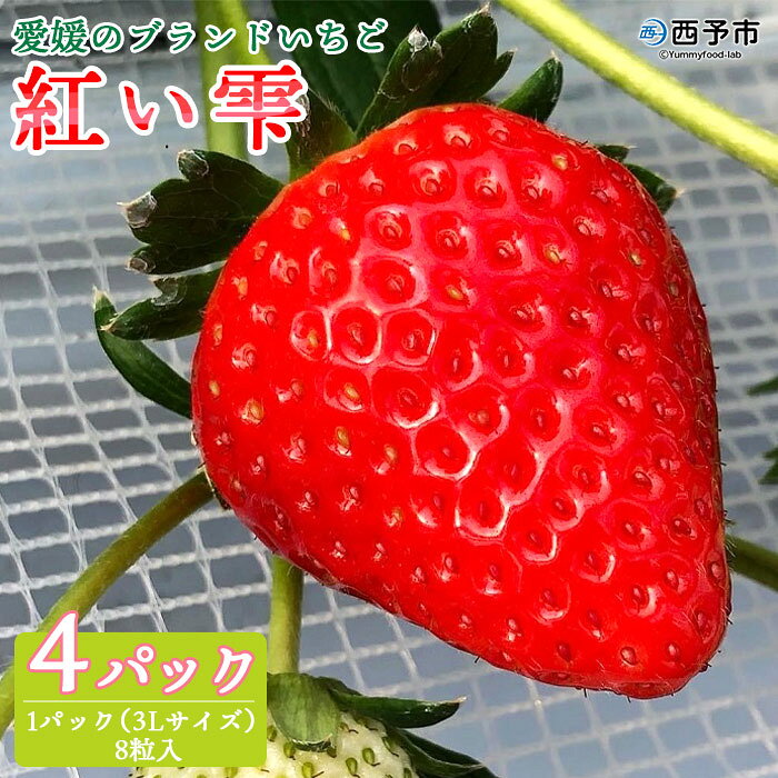 ＜愛媛のブランド いちご 「紅い雫」 8粒入(3Lサイズ)×4パック 合計1.1～1.2kg くまさん農園＞※2022年4月末迄に順次出荷します。 果物 苺 イチゴ フローラルクマガイ 特産品 食べて応援 愛媛県 西予市 【冷蔵】