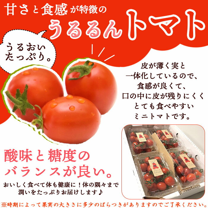 【ふるさと納税】＜「うるるん トマト」約2kg（250g×4パック×2箱） 甘くて濃厚な味わい＞ 野菜 とまと ミニトマト 特産品 食べて応援 くまさん農園 愛媛県 西予市【常温】『1か月以内に順次出荷予定』