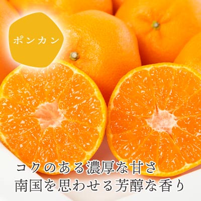 【ふるさと納税】【先行予約】＜訳あり 愛媛県産 ポンカン 約1.5kg／2kg＞ 『2027年1月以降順次出荷予定』ぽんかん フレッシュ ご家庭用 ご自宅 蜜柑 愛媛県産 果肉 お試し 果物 柑橘 フルーツ オレンジ 国産 産地直送 ミヤモトオレンジガーデン 愛媛県 西予市【常温】 f382141-seiyo-10001410 愛媛県西予市 サンプル画像2