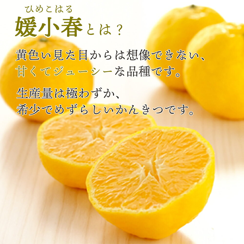 【ふるさと納税】【先行予約】＜訳あり 愛媛県産 媛小春 約1.5kg／2kg＞ 『2027年1月以降順次出荷予定』選べる ひめこはる 幻の柑橘 ご家庭用 ご自宅 蜜柑 愛媛県産 果肉 果物 柑橘 フルーツ オレンジ 国産 濃厚 産地直送 ミヤモトオレンジガーデン 愛媛県 西予市【常温】 f382141-seiyo-10001416 愛媛県西予市 サンプル画像2